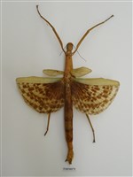 藏品(大竹節蟲)的圖片